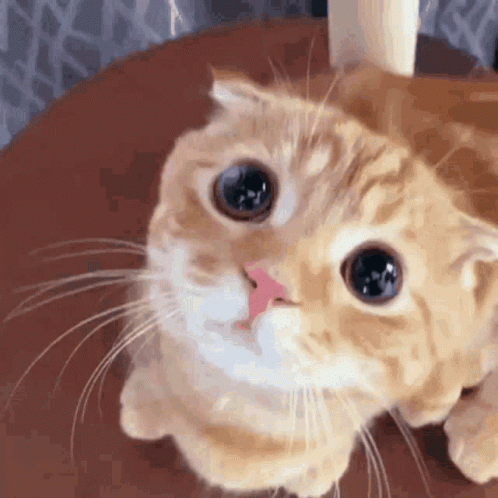cat-looking-sad.gif