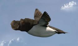 FlyingHipopotamus profile picture