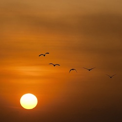 SweetSunset92 profile picture