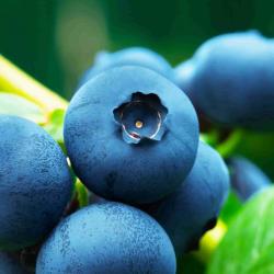 practicalblueberry profile picture
