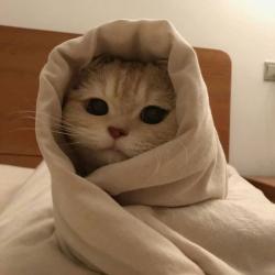CozyCat8507 profile picture