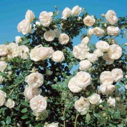 peacefulRose1346 profile picture