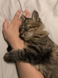Arseni profile picture