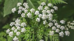 purpleHemlock3913 profile picture