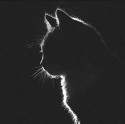 Greencatharrison profile picture