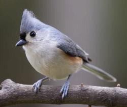 SolitaryBird profile picture