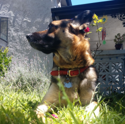 LilCryptid profile picture